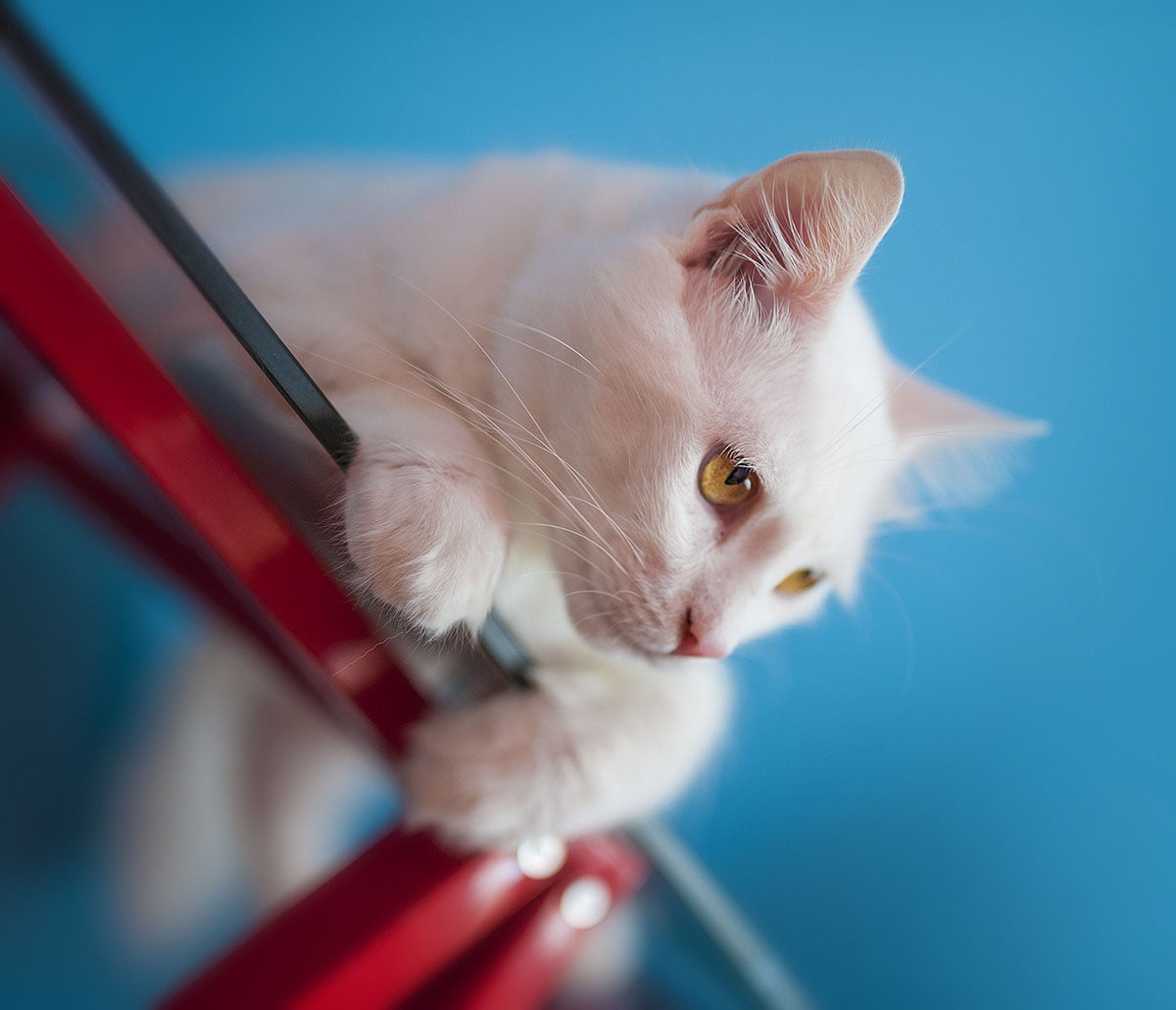 como fotografar, foto bem erexposta de um gato