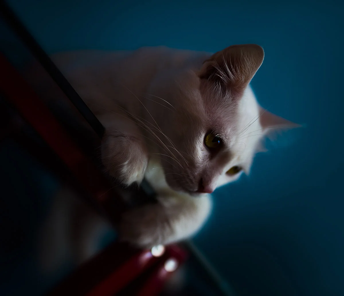 como fotografar, foto subexposta de um gato