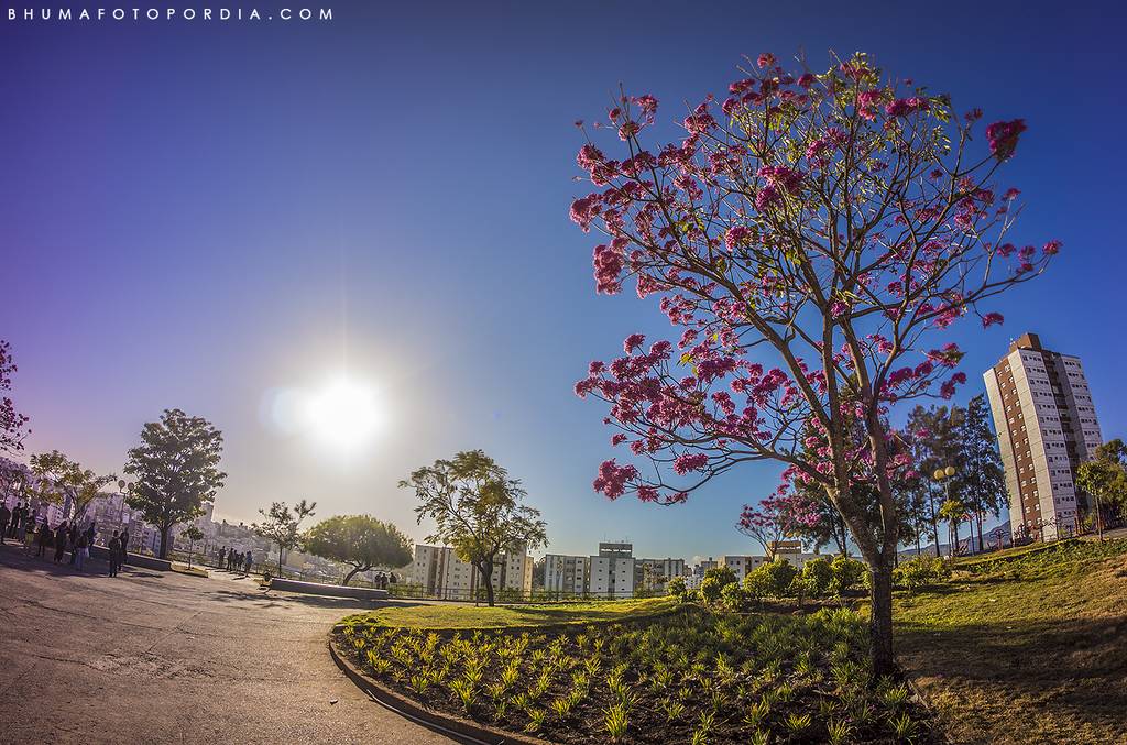 Fotos de Paisagens Ipes Rosa em BH Charles Torres