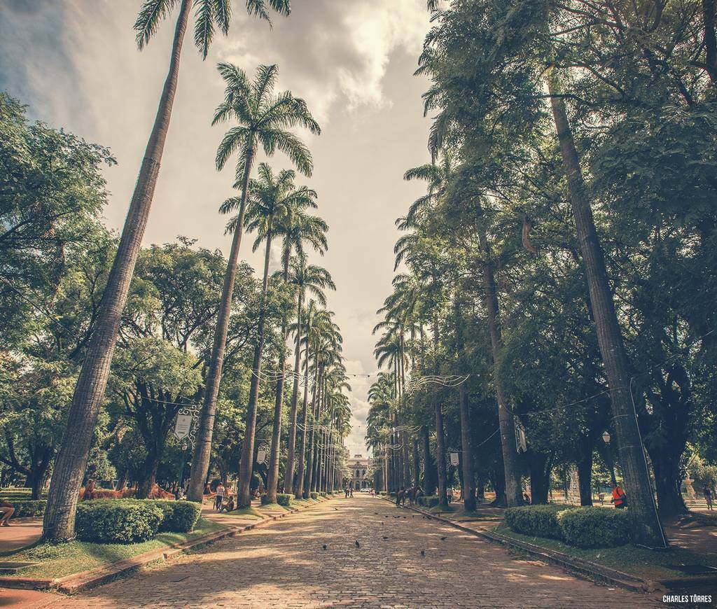 Fotos de Paisagens Palmeiras Praca da Liberdade em BH Charles Torres