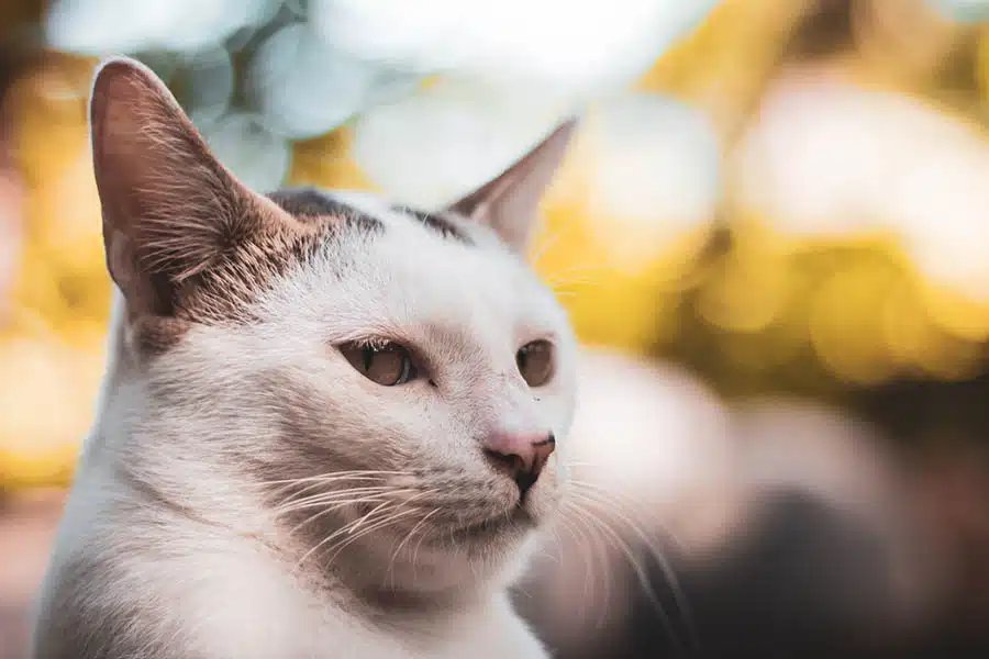 Foto de gato tirada com lente Canon EF 50mm f/1.8 STM