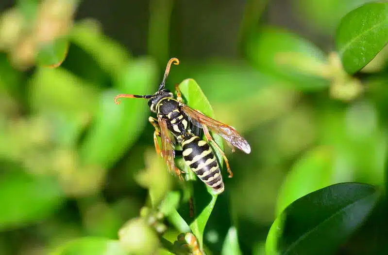 Foto macro de vespa tirada com Lente canon Sigma 70mm F2.8 DG Macro Art