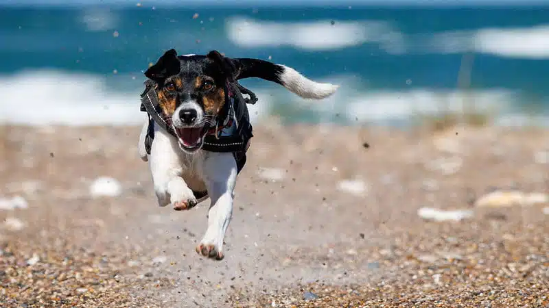 Foto de cachorro na praia tirada com lente Canon RF 100-400mm f/5.6-8 IS USM