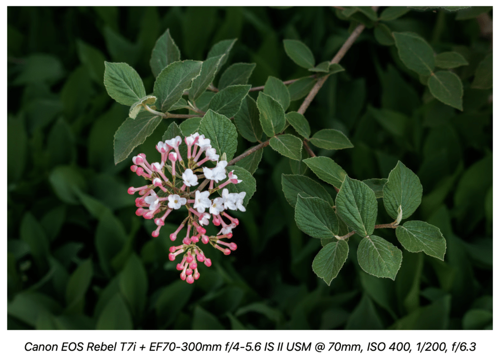 Canon EOS Rebel T7i (EOS 800D): Vale a Pena Comprar?