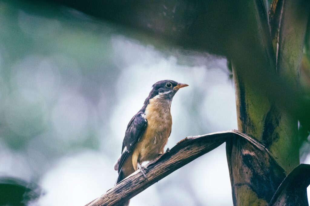 Fotografia de vida selvagem em condições climáticas extremas: como transformar chuva, neve e neblina em imagens extraordinárias