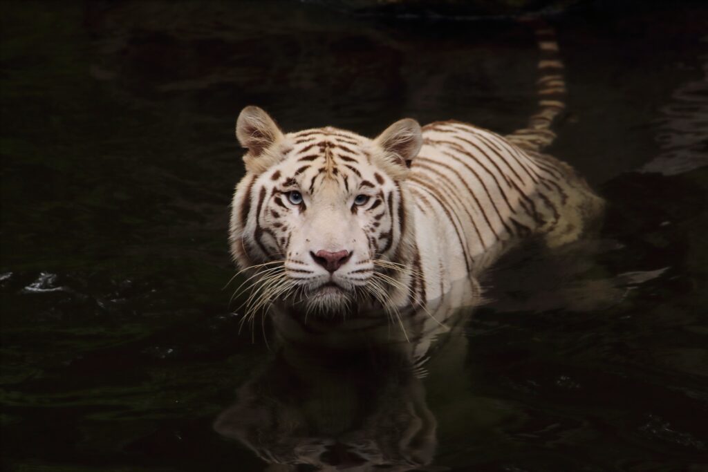 Fotografia de vida selvagem em condições climáticas extremas: como transformar chuva, neve e neblina em imagens extraordinárias